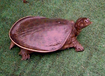 3歳になった フロリダスッポン 背中の模様がまだ残っています 98年7月20日 撮影