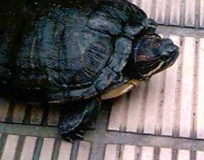 カメラを構えると寄ってきました 長いつきあいですから逃げることはありません