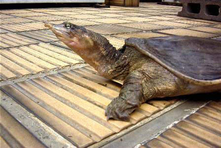 2001年5月6日撮影 久しぶりの記録。よくここまで病気もせずに育ってくれました。