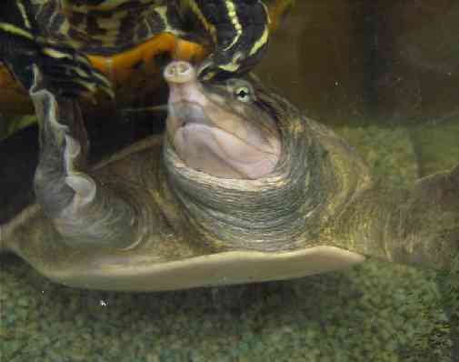 よく利きそうな鼻してるでしょ