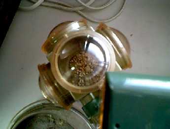 ピックが運んできたエサ