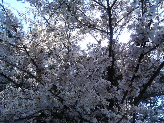 弓削島の桜。