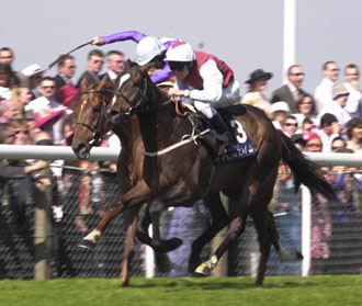 20Fのレースで叩き合いとは・・・馬も大変だ!