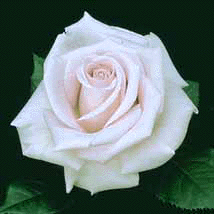 White Rose