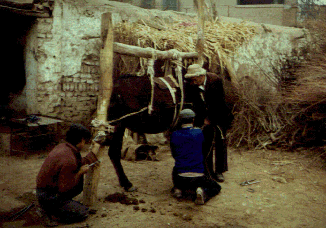 ���ł��₳��