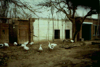 �g���t�@���̌��i